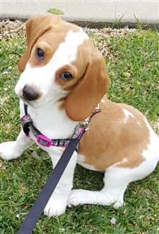 a-beagle-puppy-on-harness